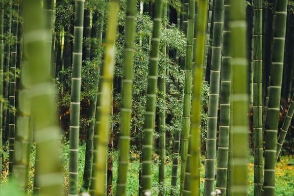 greenbaby planta de bambu pañales absorbentes